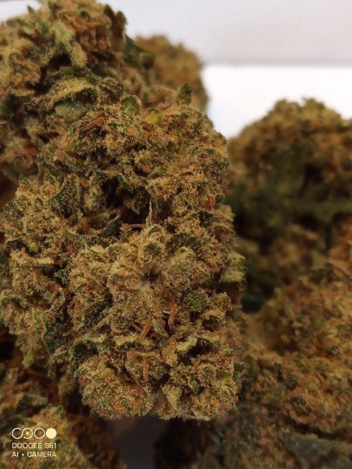 Cookie Kush CBD 5,50€/gramme