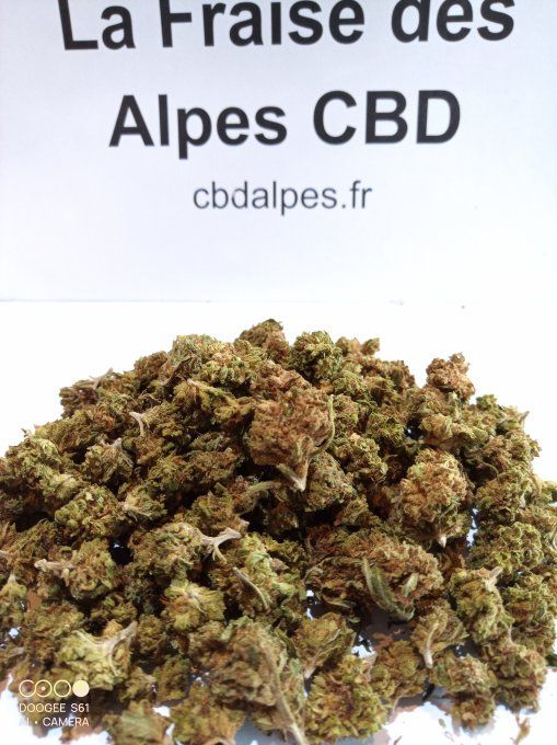 La Fraise des alpes CBD (à partir de 1,50€/g)