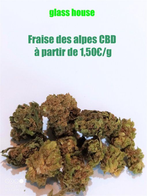 La Fraise des alpes CBD (à partir de 1,50€/g)