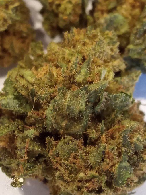 Super Skunk small buds