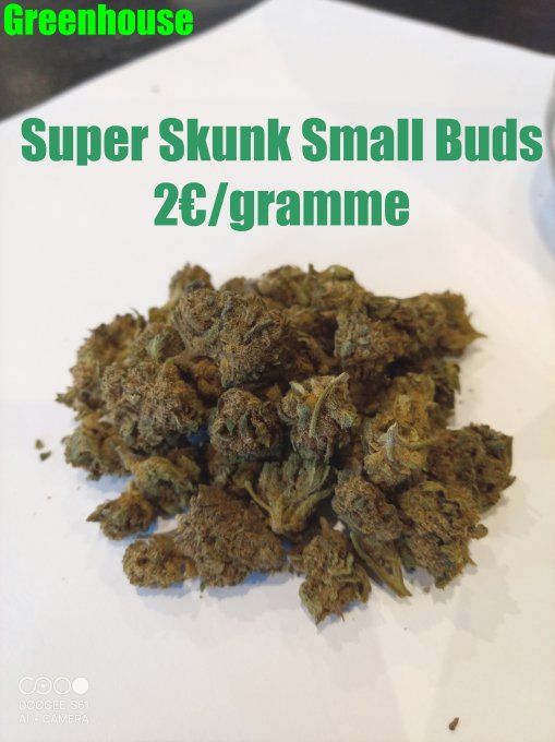Super Skunk small buds